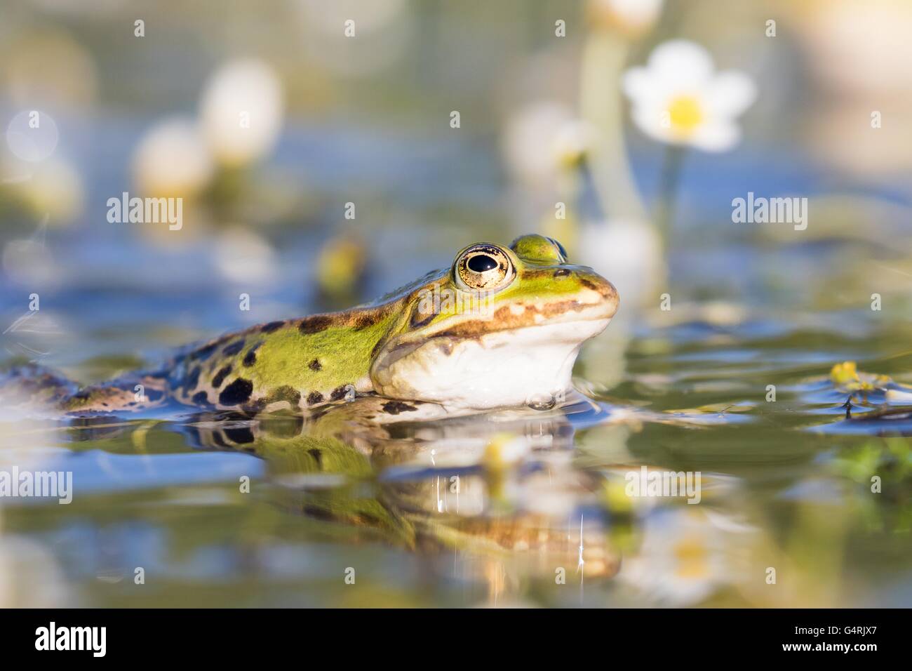 Grenouille comestible (Pelophylax esculentus) dans l'eau, de l'eau blanc-crowfoot (Ranunculus aquatilis), Hesse, Allemagne Banque D'Images