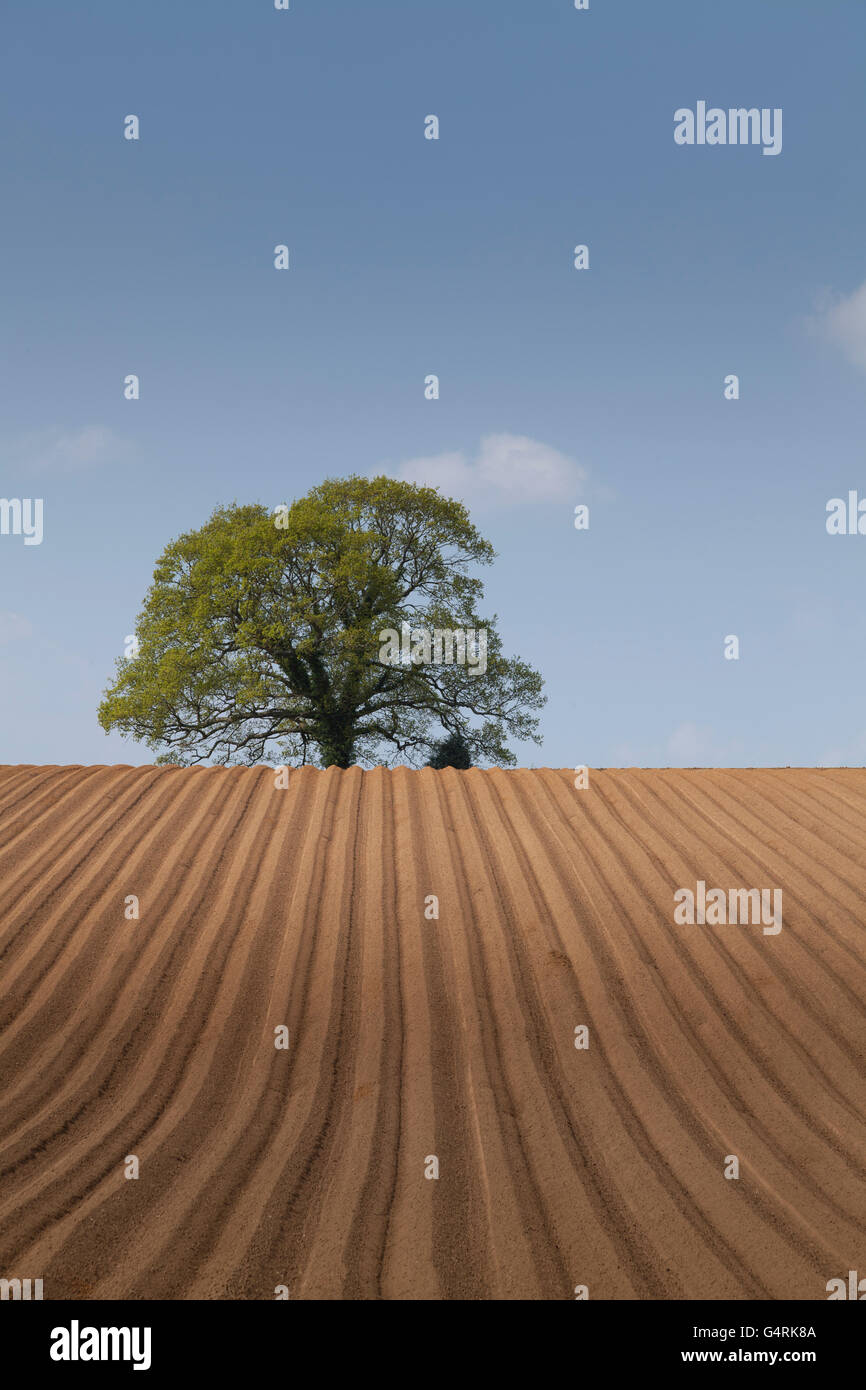 90 acre nouvellement plantés d'arbres et champ de pommes de terre, Petersfield, Hampshire, Angleterre, Royaume-Uni, Europe Banque D'Images