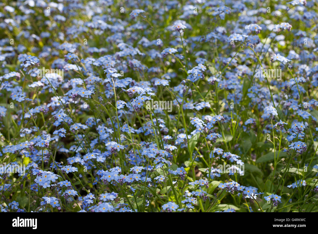 Woodland forget-me-not (Myosotis sylvatica), jardin botanique, Düsseldorf, Rhénanie du Nord-Westphalie Banque D'Images