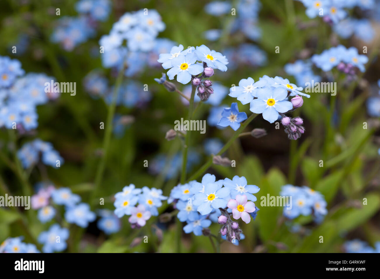 Woodland forget-me-not (Myosotis sylvatica), jardin botanique, Düsseldorf, Rhénanie du Nord-Westphalie Banque D'Images