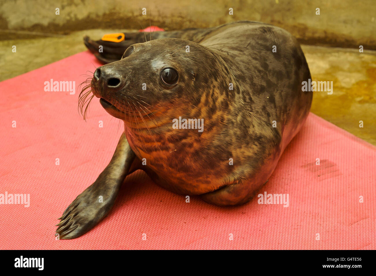 PHOTO: Un jeune pup de phoques gris récemment secouru au centre de la faune de la RSPCA de West Hatch, où un certain nombre de phoques ont été introduits en raison d'être décapités lors des récentes tempêtes à travers le Royaume-Uni. Banque D'Images