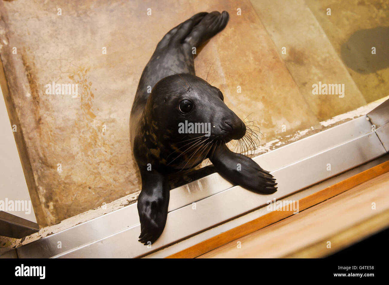 PHOTO: Un jeune pup de phoques gris récemment secouru au centre de la faune de la RSPCA de West Hatch, où un certain nombre de phoques ont été introduits en raison d'être décapités lors des récentes tempêtes à travers le Royaume-Uni. Banque D'Images