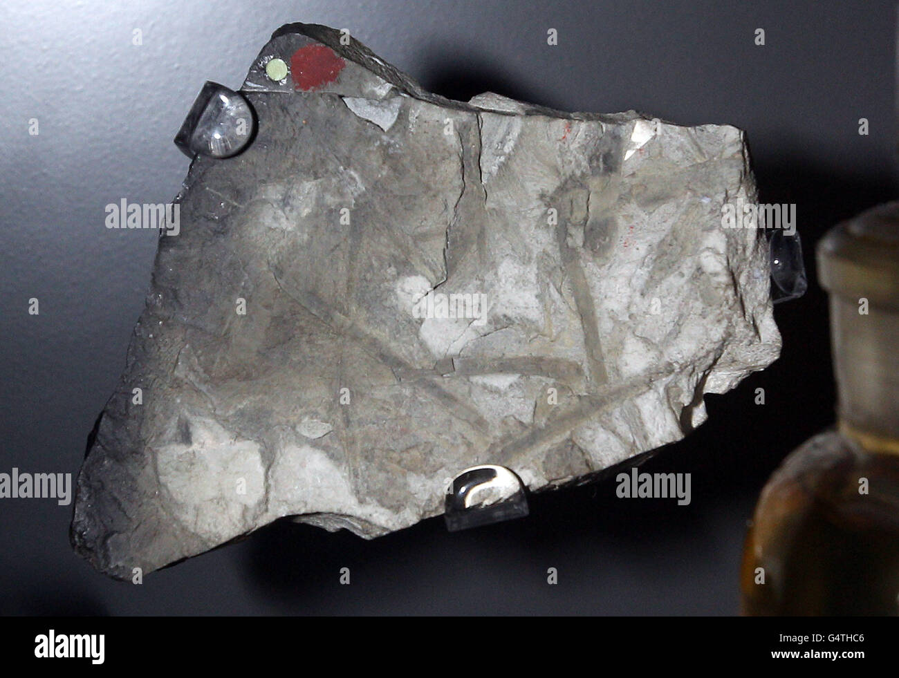 100e anniversaire de l'expédition Terra Nova.Les fossiles de roche sont exposés à la dernière expédition de Scott au Musée d'histoire naturelle de Londres. Banque D'Images