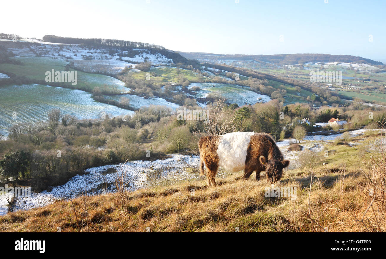 Une vache Galloway avec ceinture se nourrit dans le Crickley Hill Country Park, dans le Gloucestershire, alors que le pays se vantait d'un climat plus frais qui a apporté de la neige à certaines régions. Banque D'Images