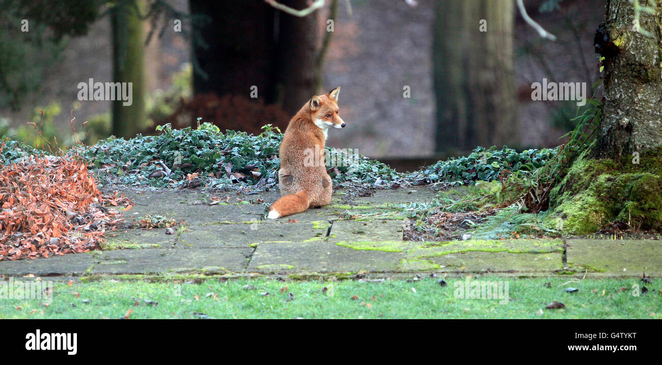 Un renard urbain prend un moment dans un jardin des Midlands lors d'une matinée glacial. Banque D'Images