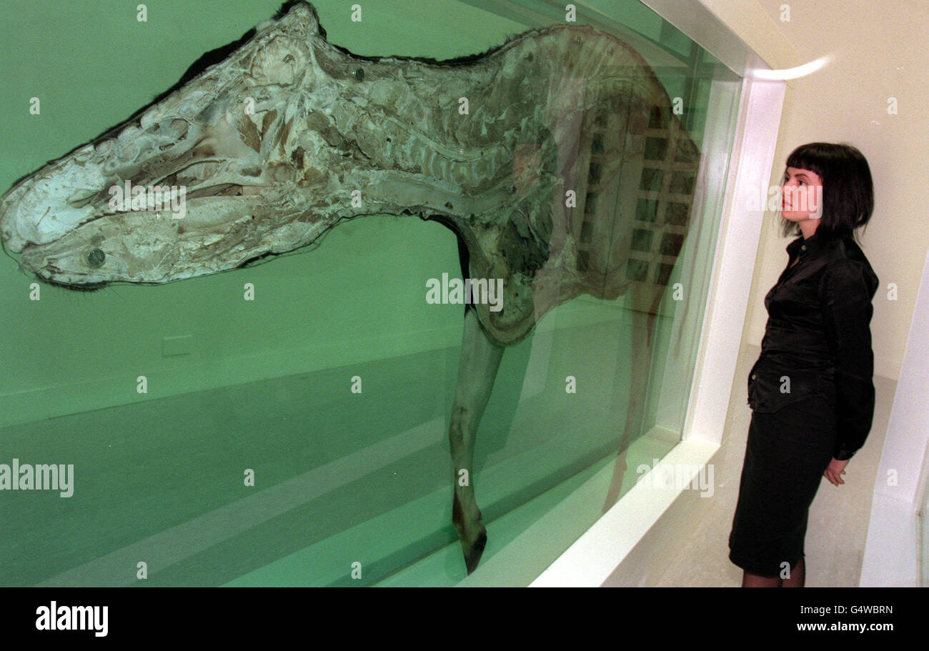L'artiste controversé Damien Hirst a donné à beaucoup son premier aperçu de l'intérieur d'un vache lorsque son dernier ouvrage « Mother and Child Divided » a été présenté à la Tate Gallery de Londres dans le cadre de l'exposition Turner Prize. La sculpture de la vie présente une vache et un veau bisectés. Banque D'Images