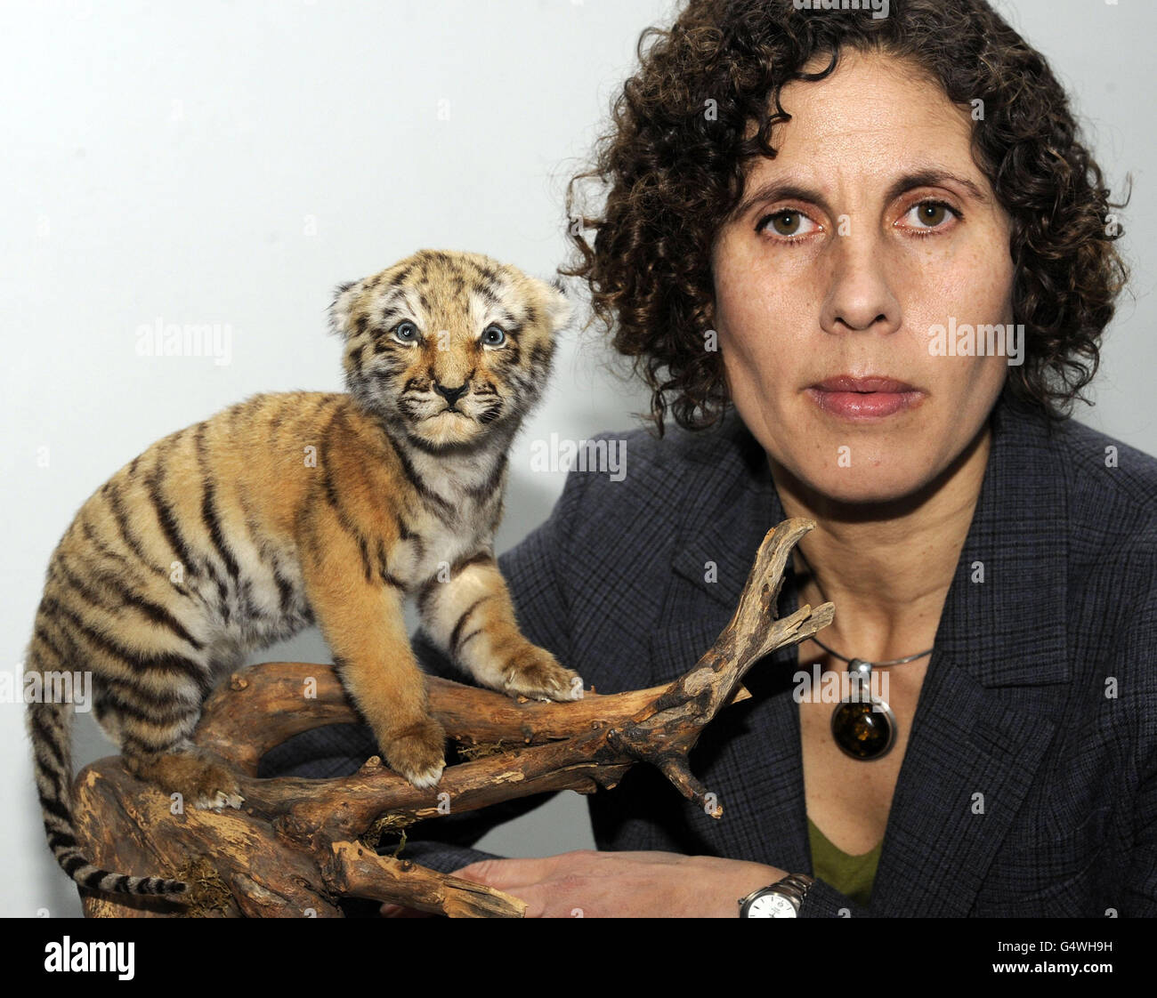 Suzi Morris, directeur de la World Society for the protection of Animals (WSPA) au Royaume-Uni, à côté d'un cub tigre en peluche de dix jours saisi par l'unité de lutte contre la criminalité faunique du Metropolitan police Service, qui s'associe à une association caritative animale, la World Society for the protection of Animals (WSPA). Banque D'Images