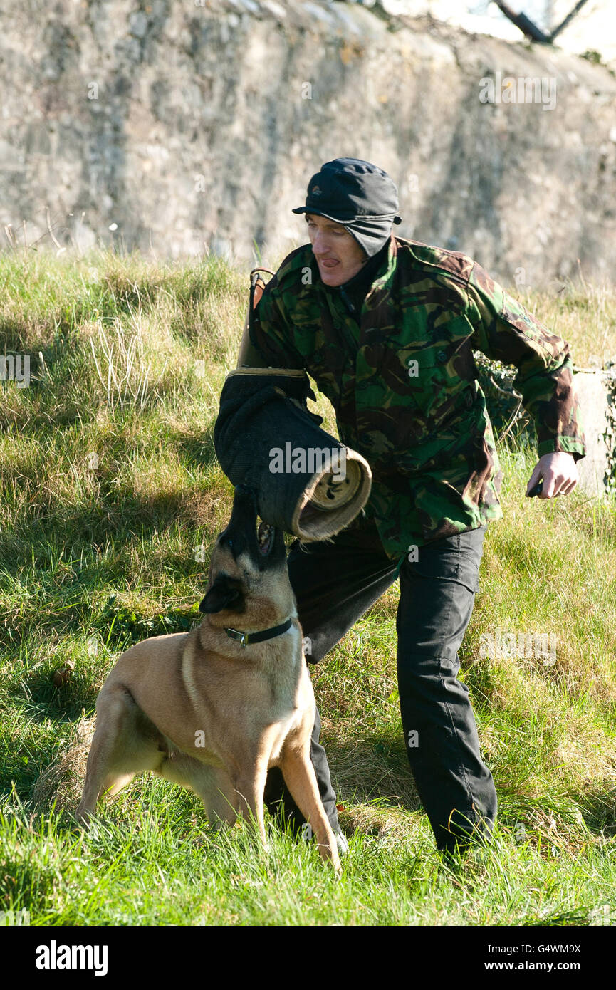 Essais de chiens de police dans la région du Sud-Ouest.Un berger belge de police à usage général participe à la formation de morsure et de détention. Banque D'Images