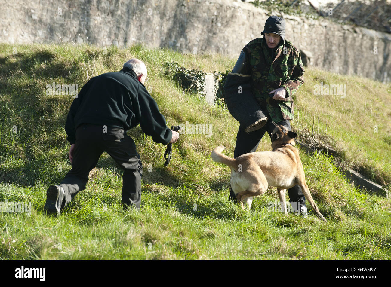 Un berger belge de police à usage général participe à la formation de morsure et de détention. Banque D'Images