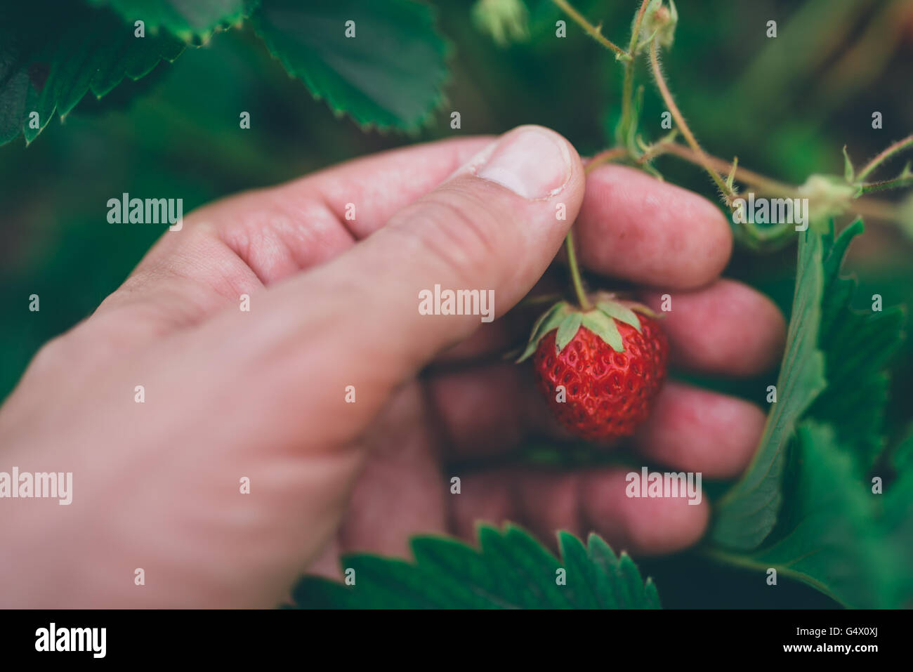Agriculteur bio frais Cueillette de fraises dans le jardin de fruits cultivés, selective focus Banque D'Images