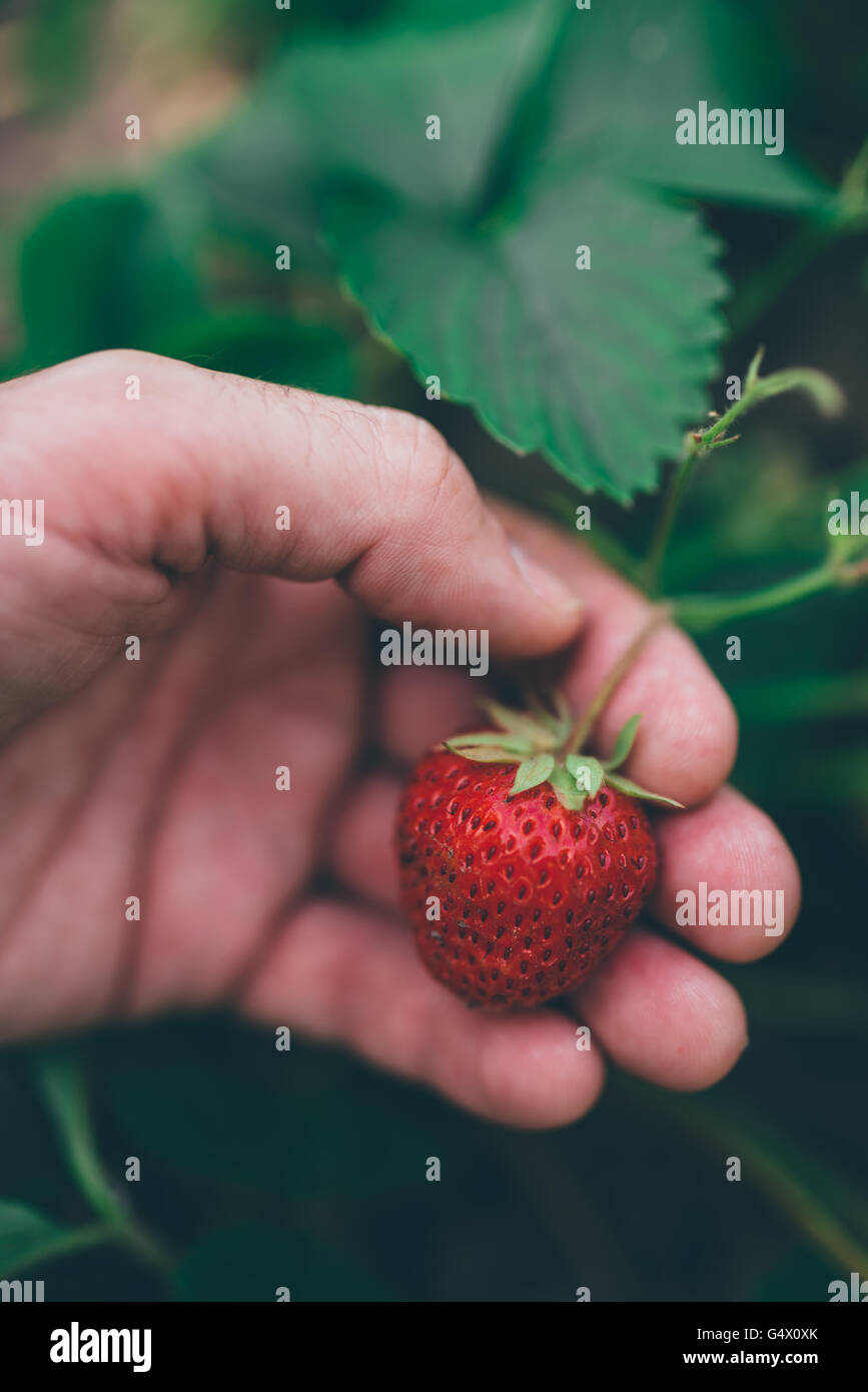 Agriculteur bio frais Cueillette de fraises dans le jardin de fruits cultivés, selective focus Banque D'Images