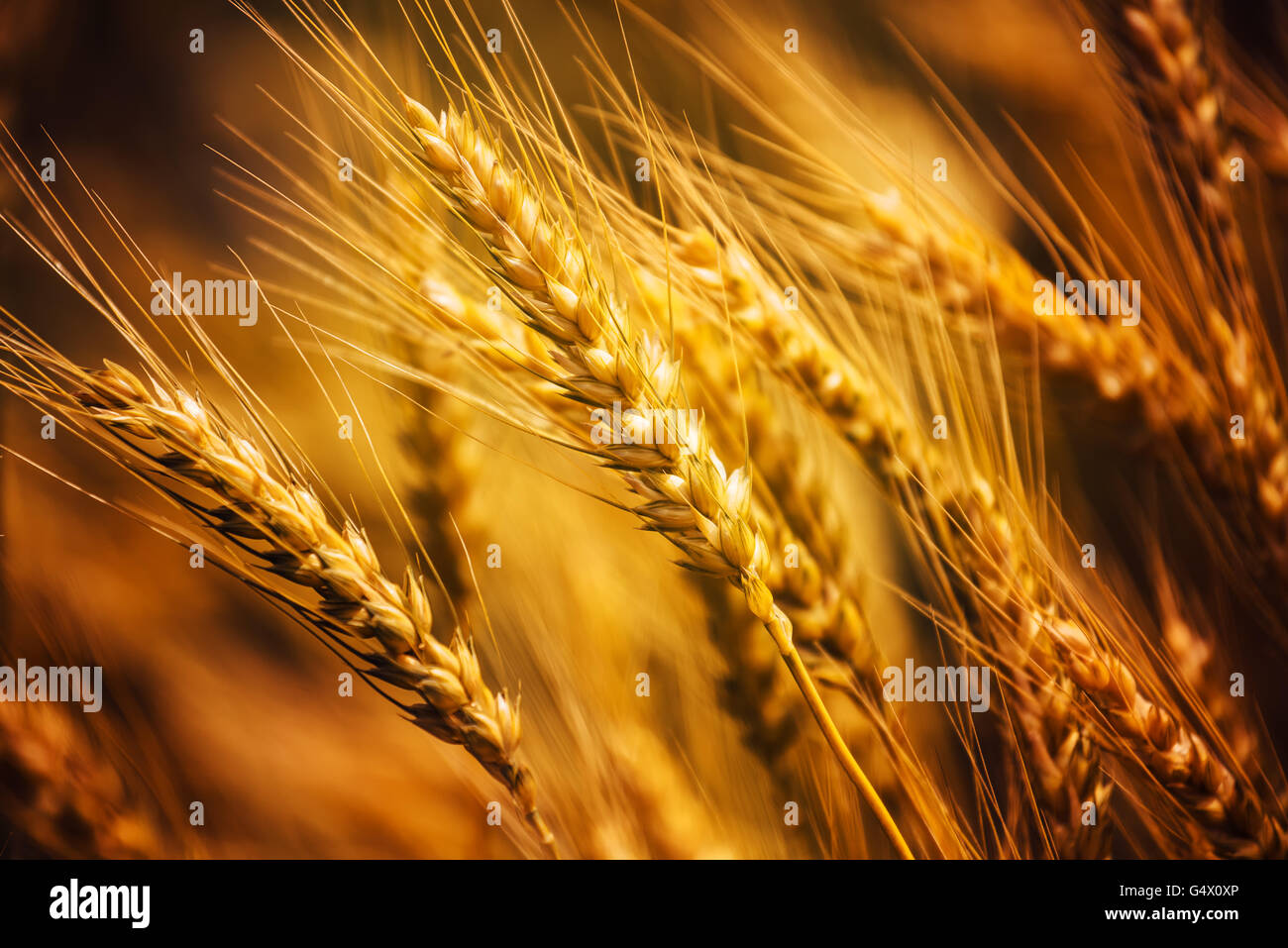 La récolte de triticale prêt oreilles close up, hybride de blé et de seigle de plus en champ cultivé Banque D'Images