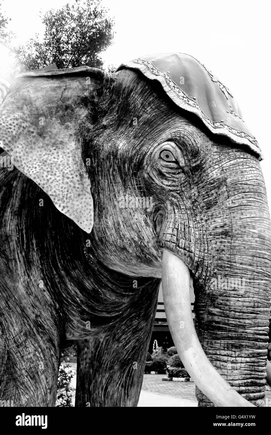 Photo noir et blanc de Thai Elephant standing Banque D'Images