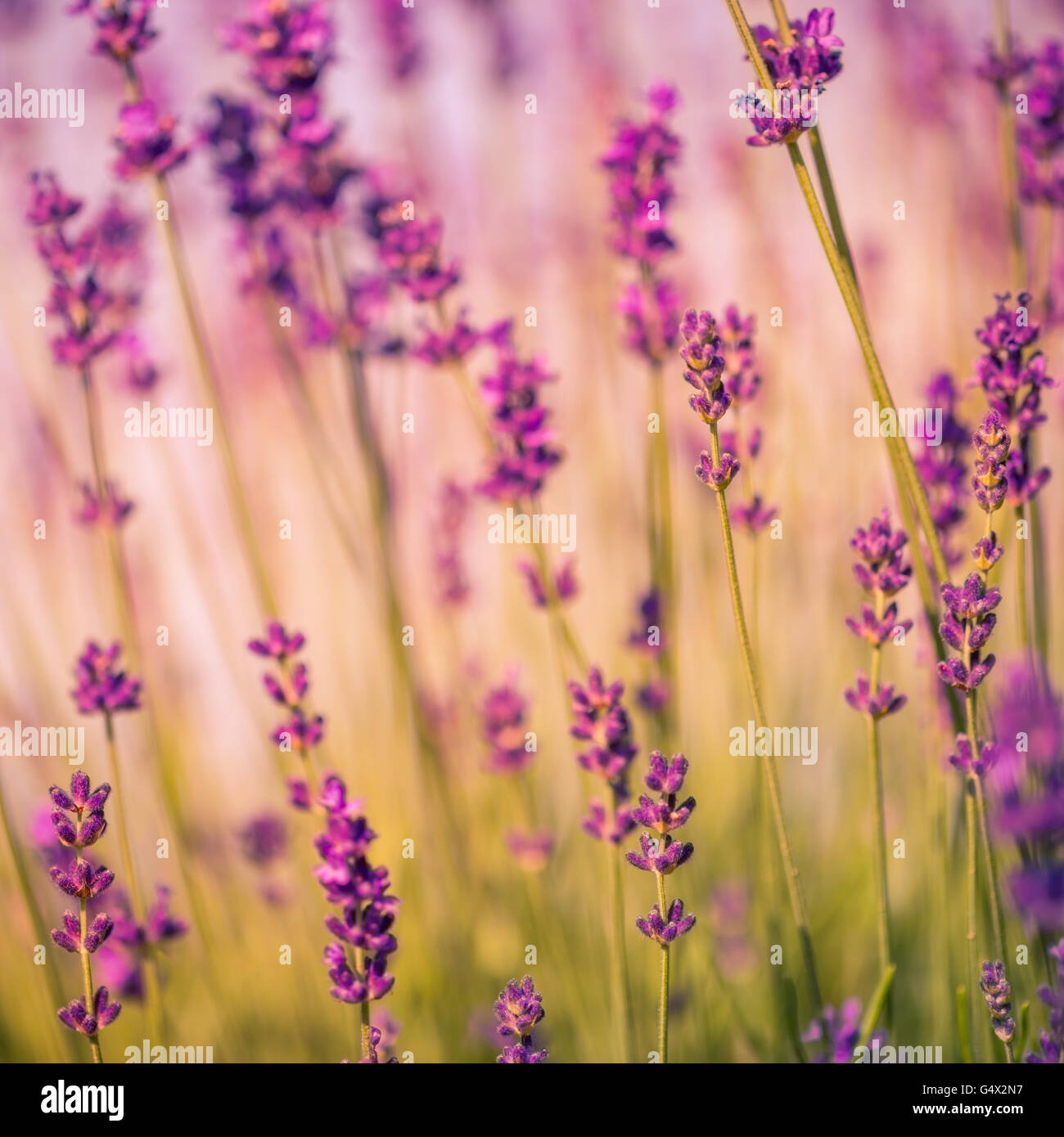 Floraison d'été renoncules background, selective focus, tonique. Format carré Banque D'Images