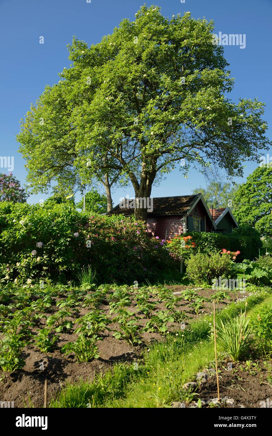 Maison de campagne suédoise. Banque D'Images