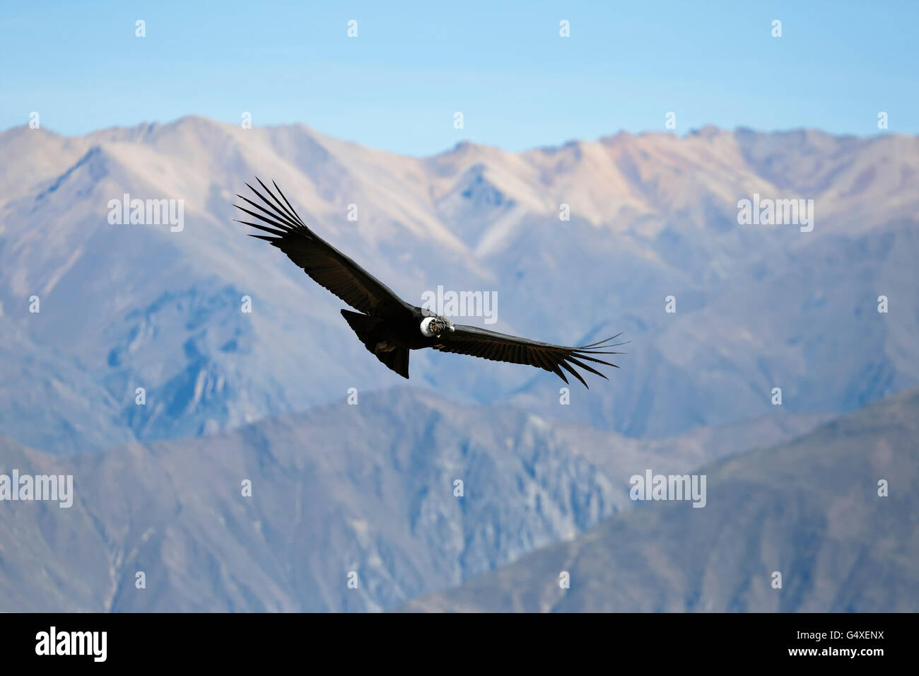 Condor des Andes (Vultur gryphus) survolant le Canyon de Colca, à partir de la Croix du Condor donnent sur, Arequipa, Peru Banque D'Images