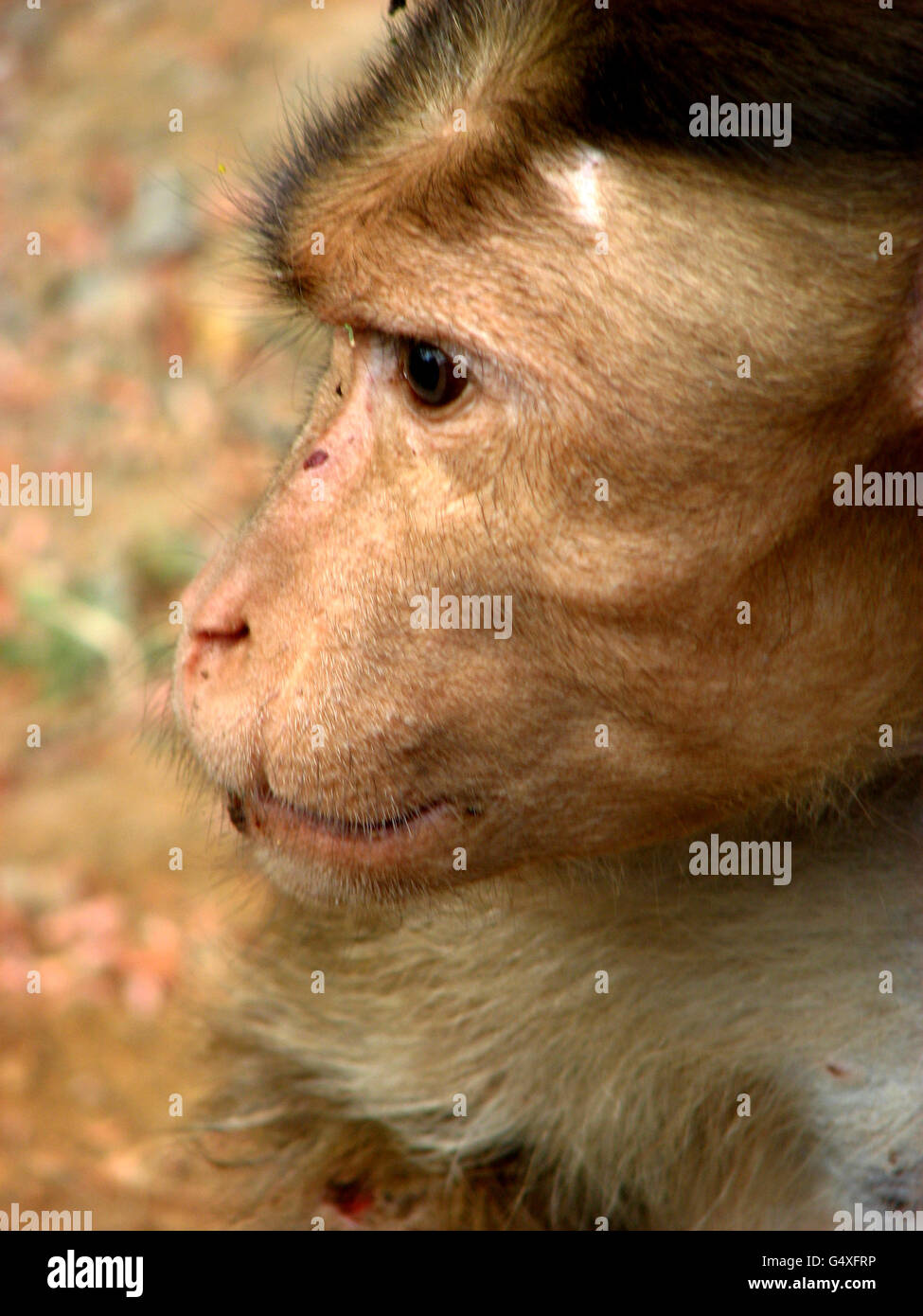 Singe blessé Banque D'Images