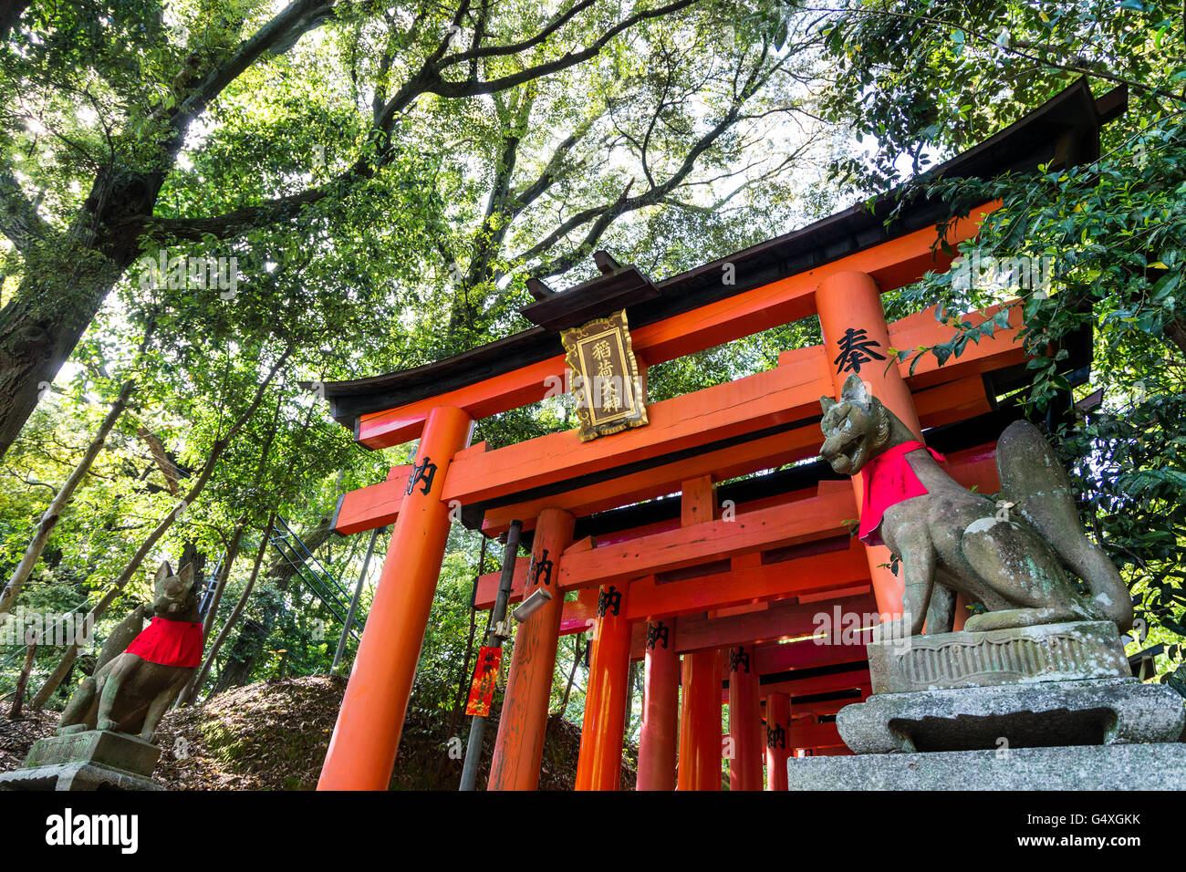 KYOTO, JAPON - CIRCA MAI 2016 : Fushimi Inari stone fox guarda portes de bois. Les renards sont censées être des messagers de Dieu. Banque D'Images