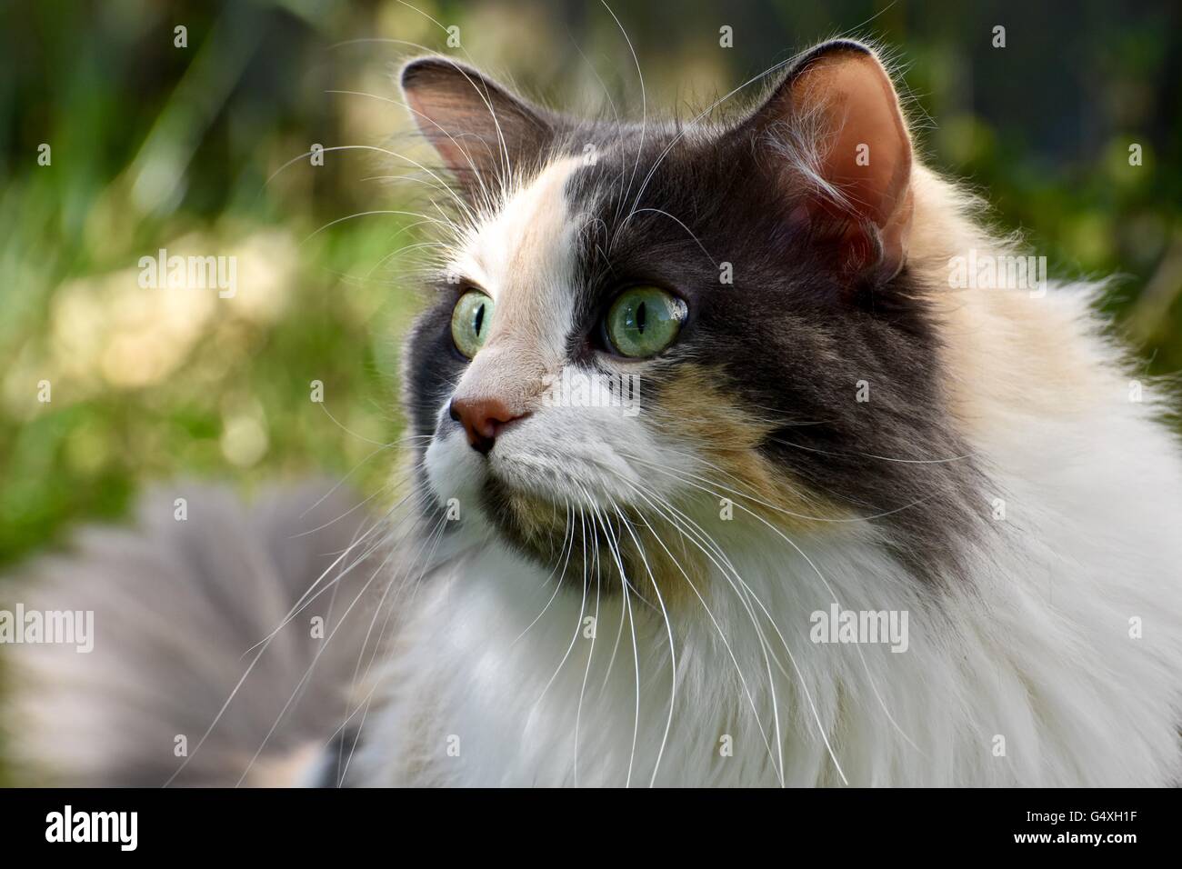 Une magnifique chevelure longue chat calico joue dehors sur une chaude journée d'été Banque D'Images