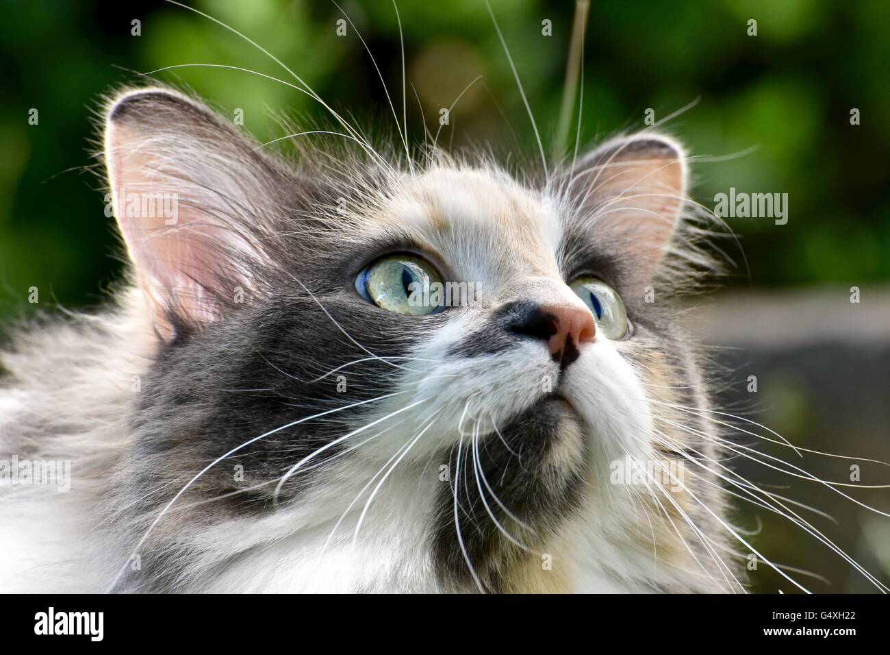 Une magnifique chevelure longue chat calico joue dehors sur une chaude journée d'été Banque D'Images