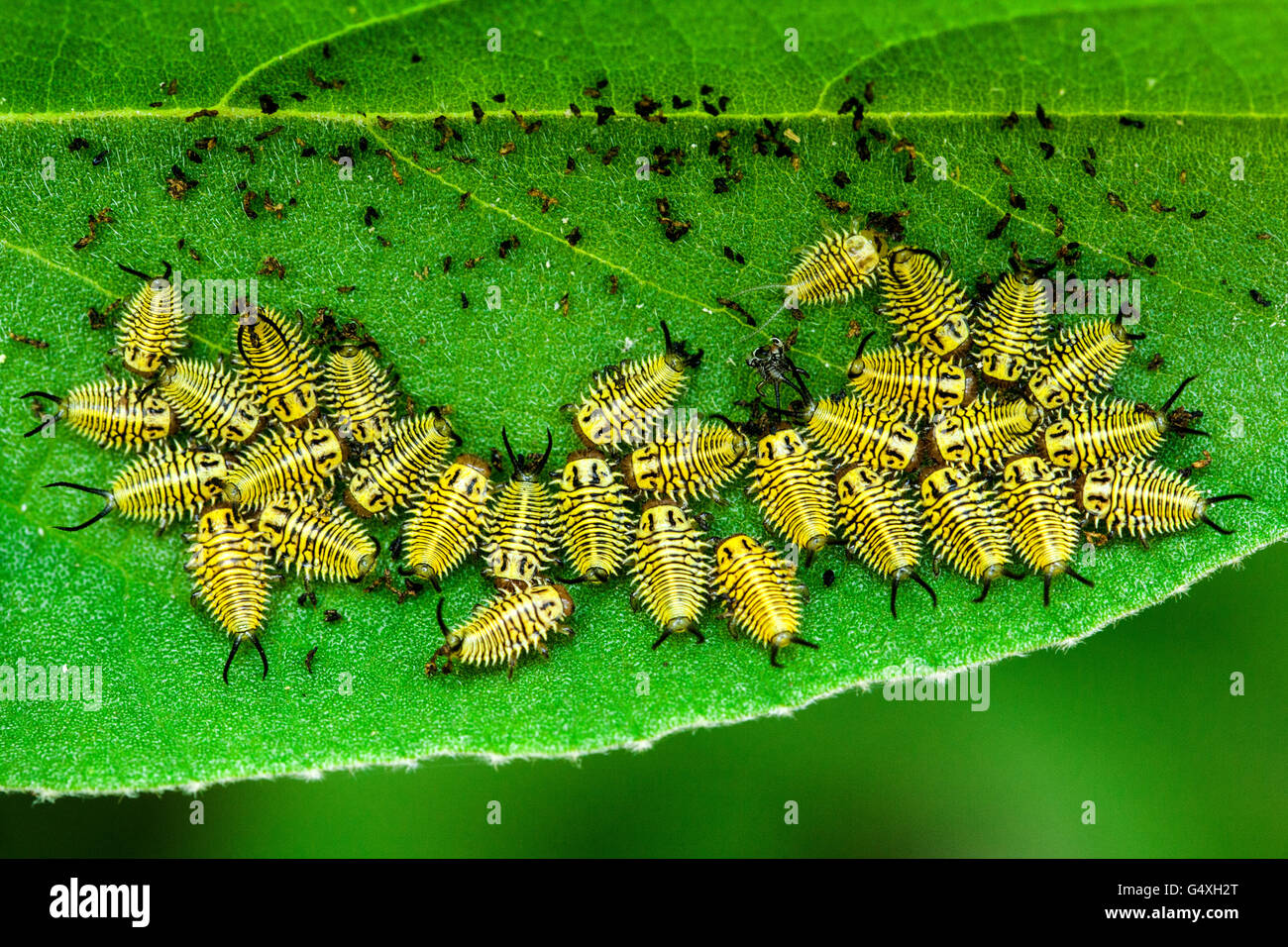 Wild Olive Tortoise Beetle larvae (Physonota alutacea) - Camp Lula Sams, Brownsville, Texas, États-Unis Banque D'Images