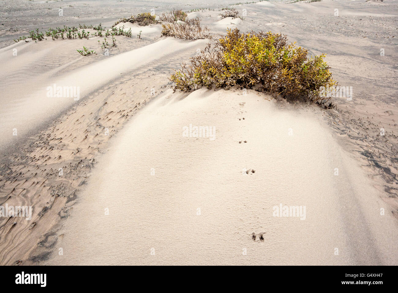 Des pistes d'animaux dans les dunes, à South Padre Island, Texas, États-Unis Banque D'Images