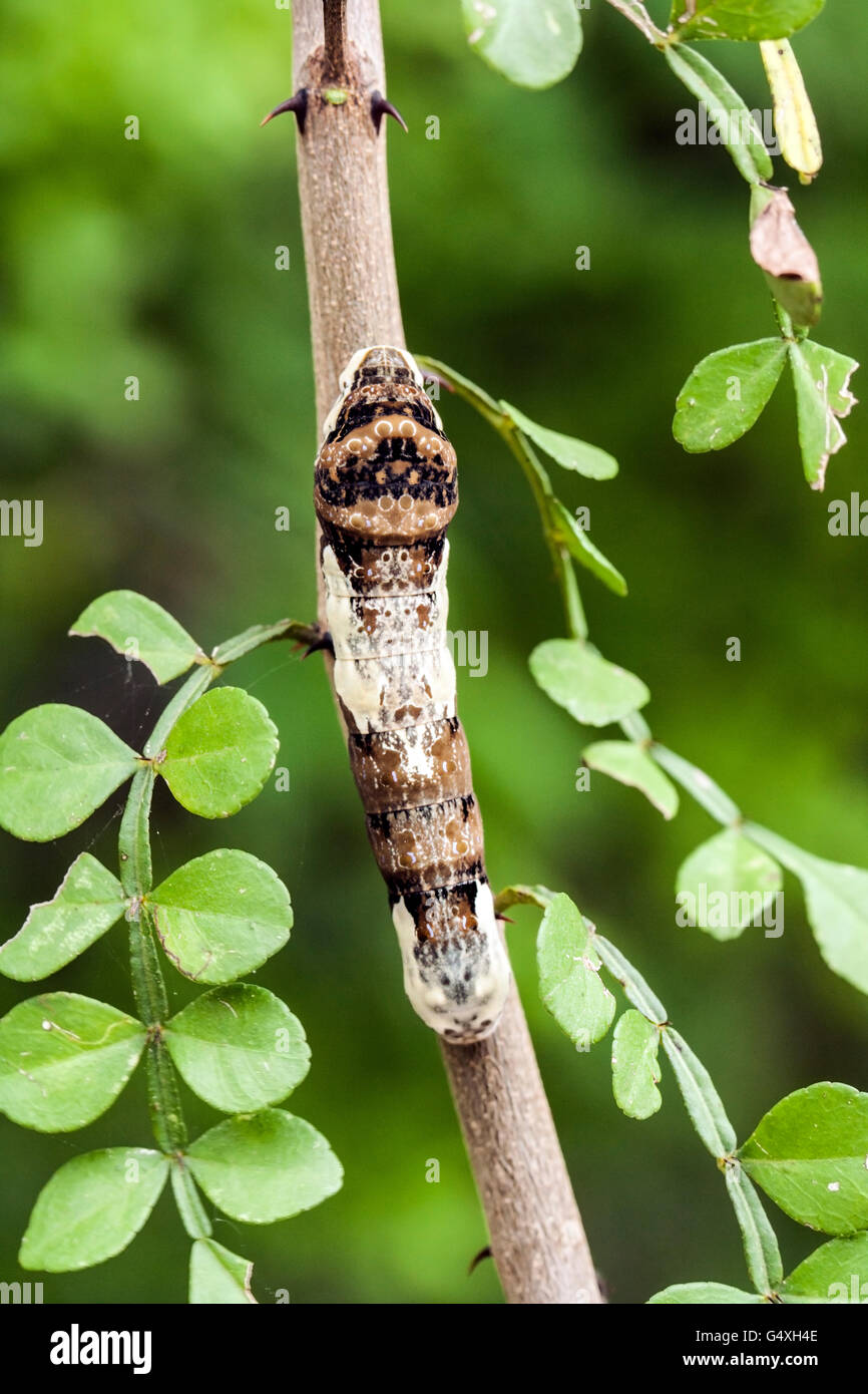 Grand porte-queue Papilio cresphontes - Caterpillar - Camp Lula Sams ; Brownsville, Texas, États-Unis Banque D'Images