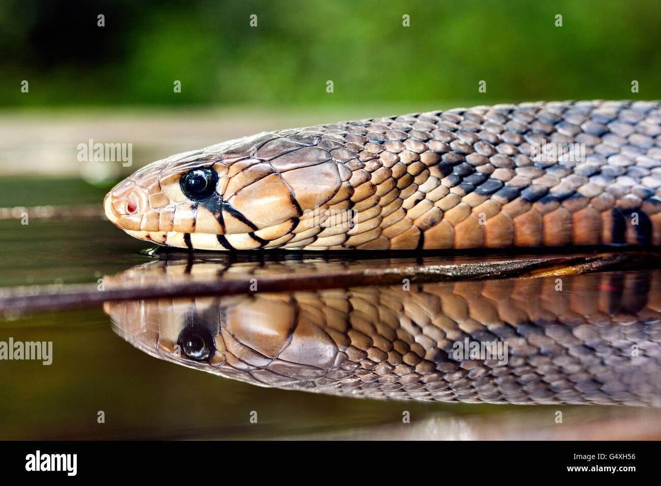 Texas (Drymarchon melanurus serpent indigo) [erebennus spécimen contrôlé] - Lula Sams, Brownsville, Texas, États-Unis Banque D'Images