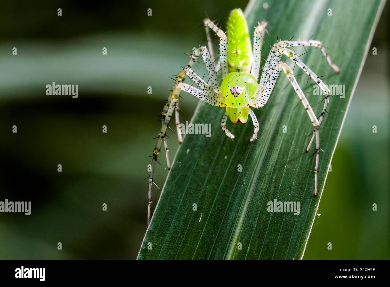 Green Spider Lynx (Peucetia viridans) - Camp Lula Sams, Brownsville, Texas, États-Unis Banque D'Images