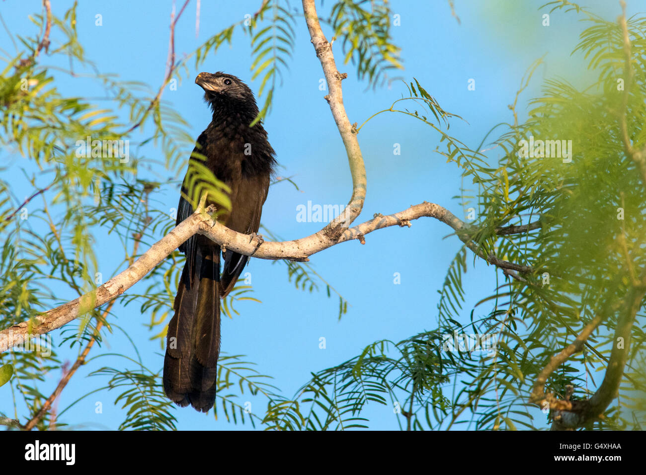 Groove-billed Ani (Crotophaga sulcirostris) - Camp Lula Sams, Brownsville, Texas, États-Unis Banque D'Images