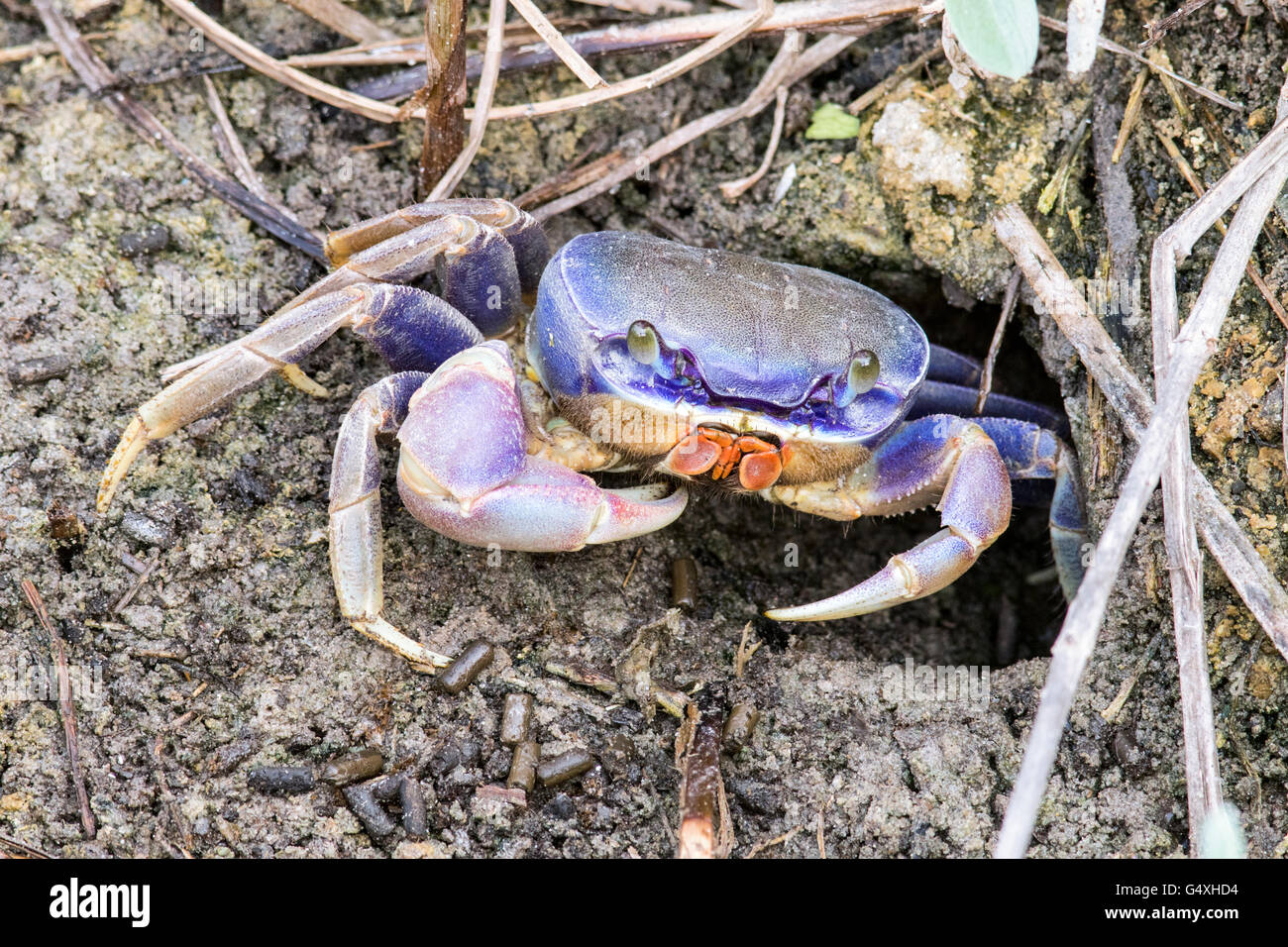 Bleu Crabe terrestre géant - Cardisoma guanhumi - World Birding Center, South Padre Island, Texas, États-Unis Banque D'Images
