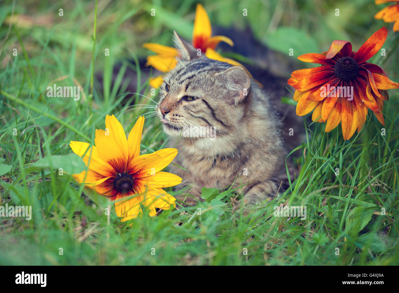 Chat couché dans l'herbe près de fleurs Banque D'Images