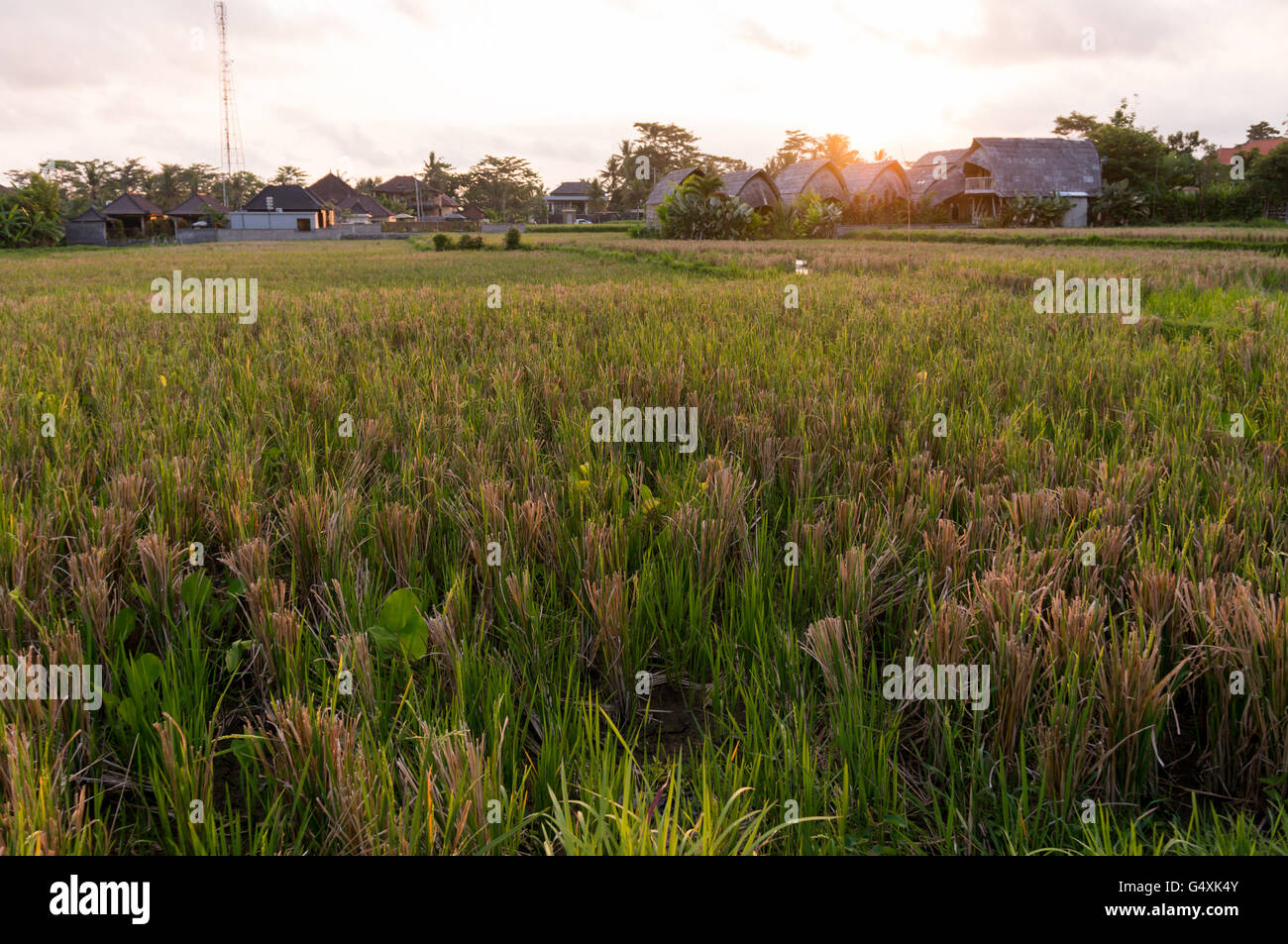 Coucher de soleil sur un champ de riz à Ubud, Bali Banque D'Images
