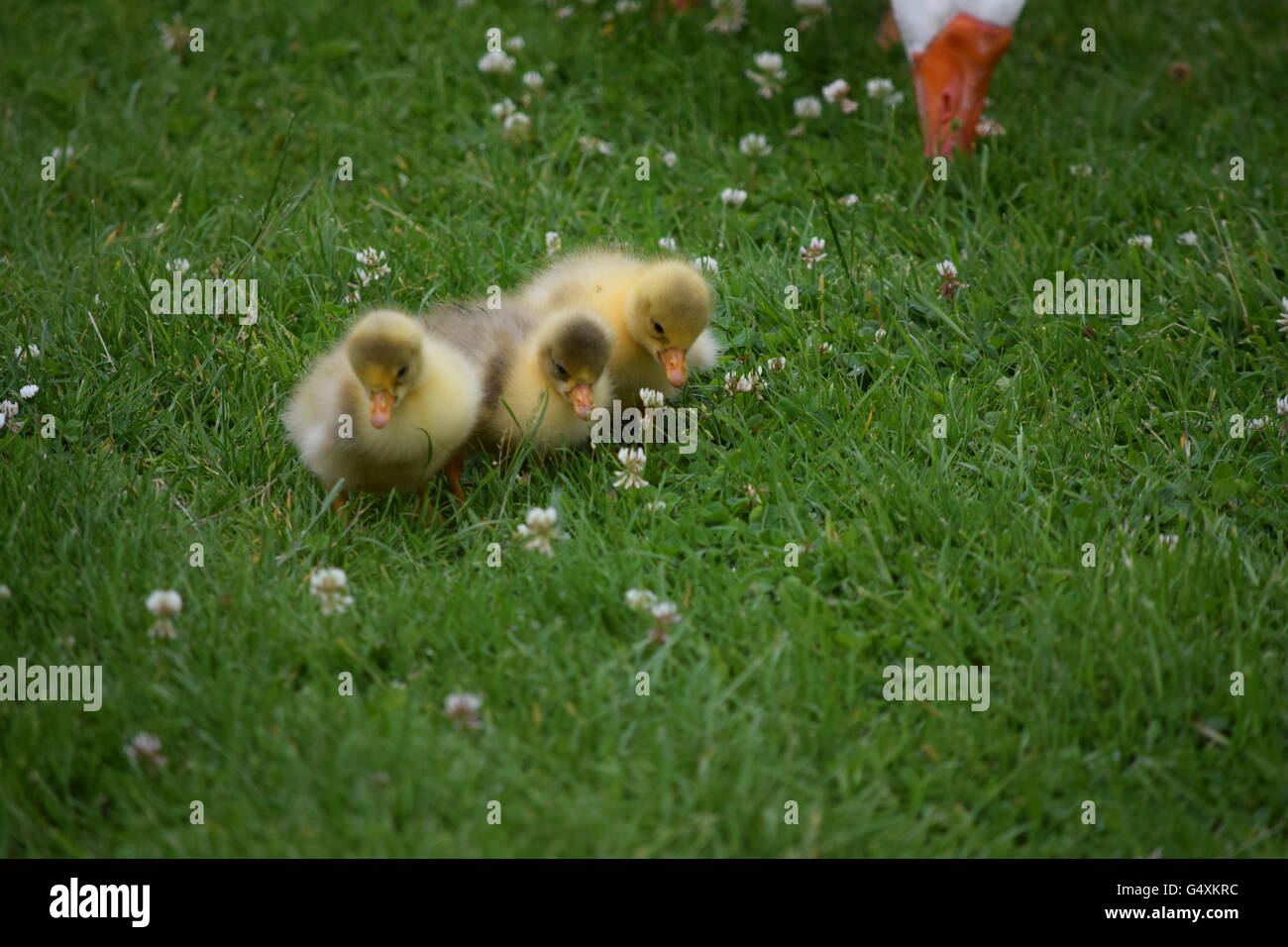 Trois oies bébé ensemble dans l'herbe Banque D'Images
