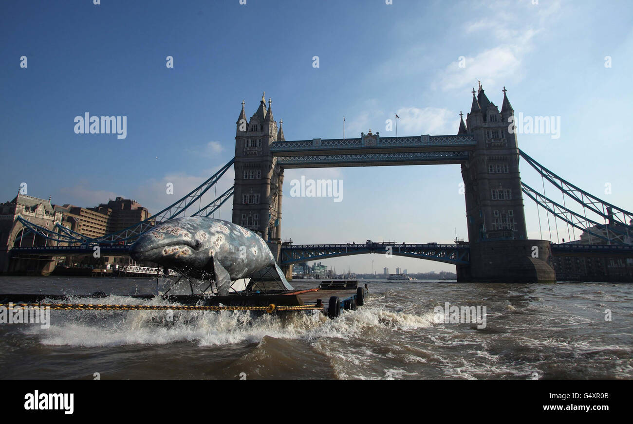 Une réplique de baleine grise de taille réelle passe devant le Tower Bridge dans le centre de Londres, tandis que le WWF met en lumière le sort des 130 dernières années restantes. Banque D'Images