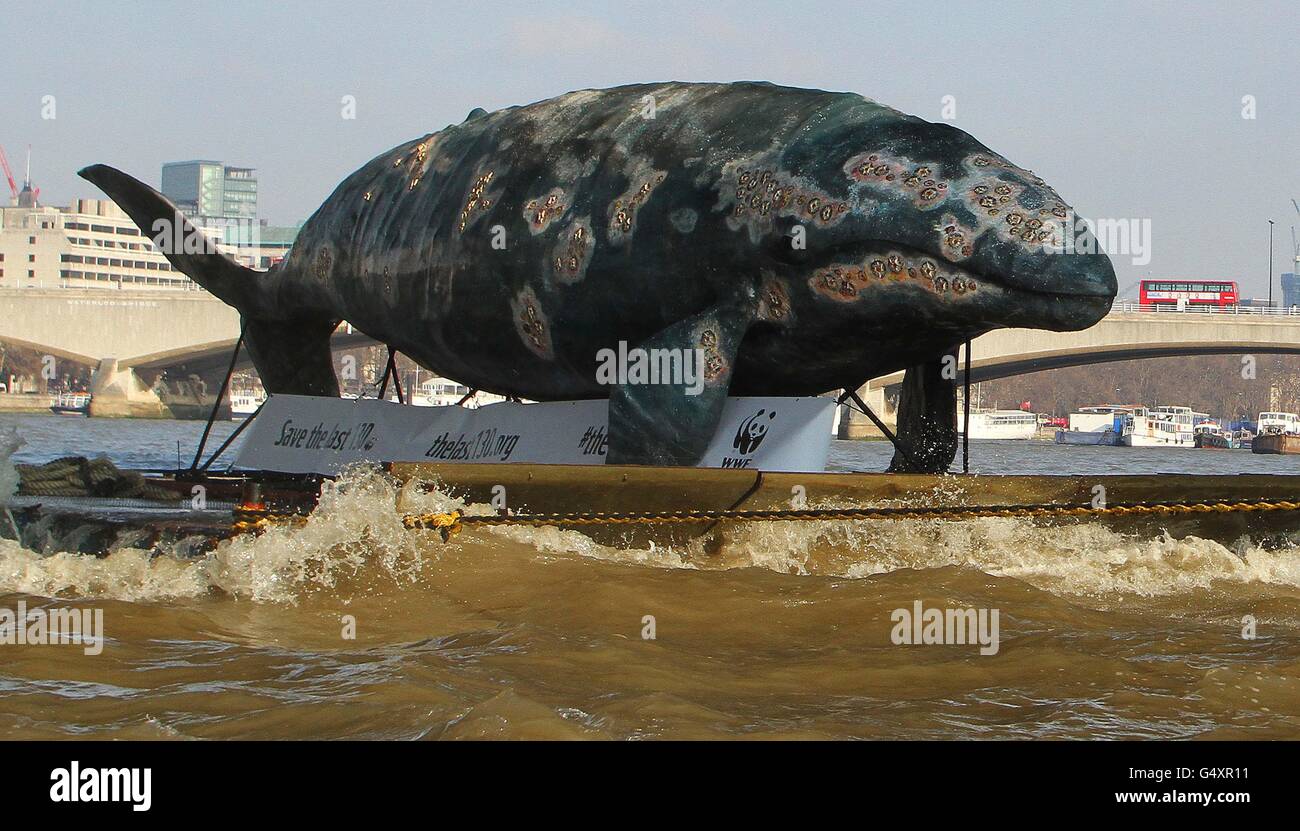 Une réplique grandeur nature de baleine grise de l'Ouest flotte le long du pont Waterloo dans le centre de Londres, tandis que le WWF souligne le sort des 130 dernières années restantes. Banque D'Images