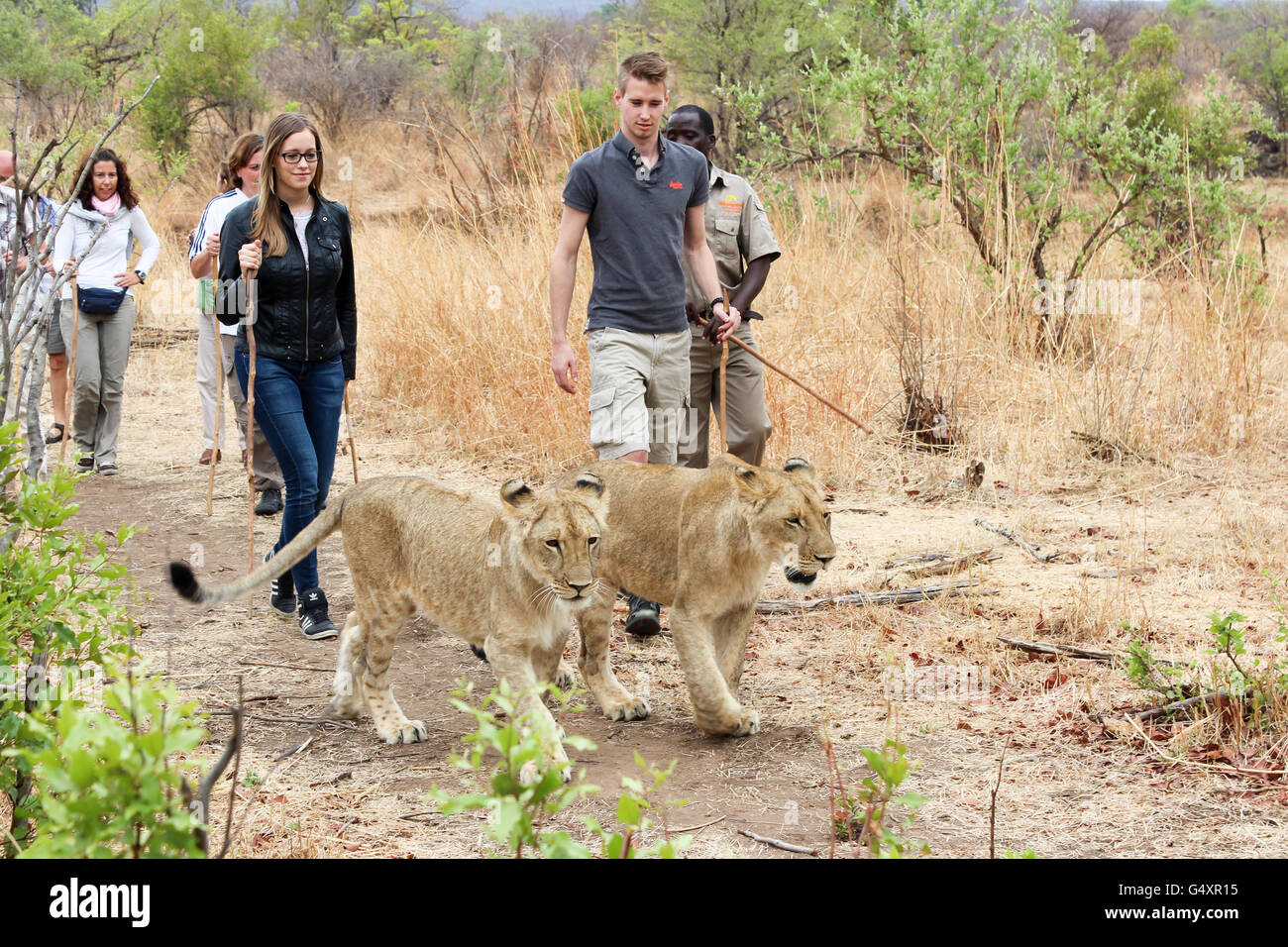 Le Zimbabwe, département, Hwange, Victoria Falls, Couple on safari à pied, Lion à pied Banque D'Images