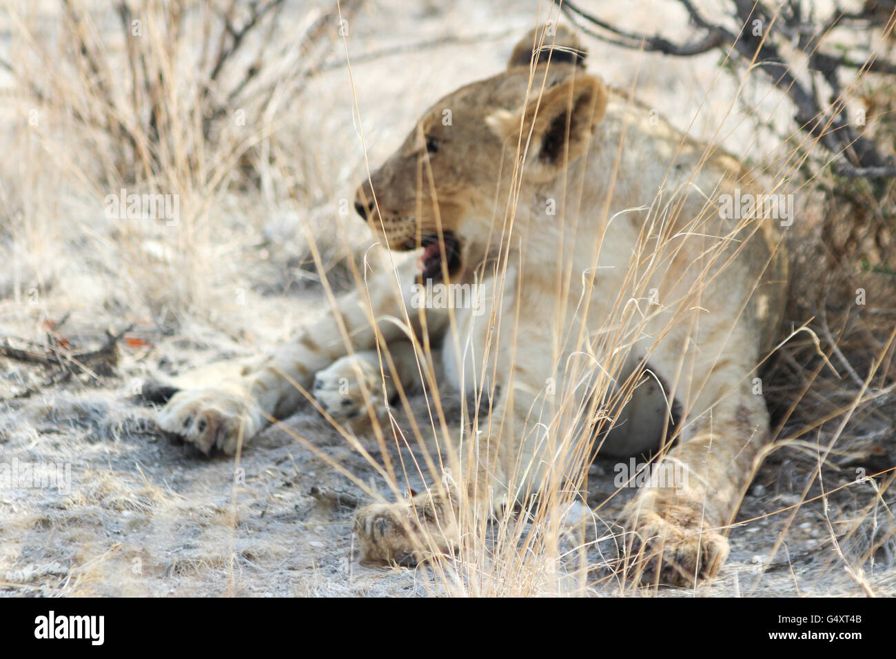 La Namibie, Oshikoto, Etosha National Park, Lion's à déchiré la girafe, close-up d'une lionne Banque D'Images