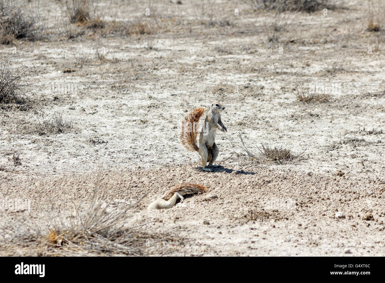 La Namibie, Oshikoto, Okaukuejo, Etosha National Park, South African ground squirrel Banque D'Images