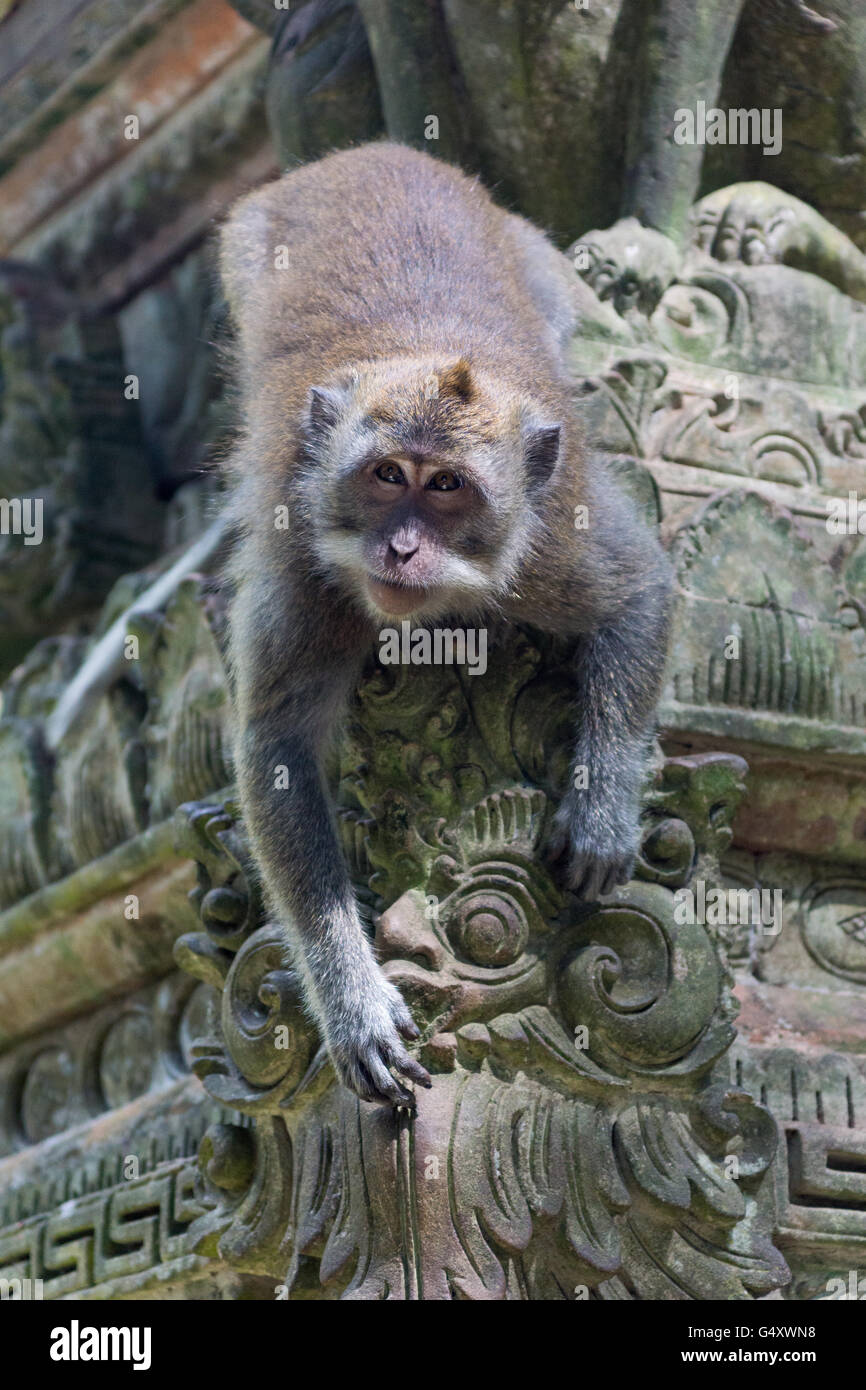 L'INDONÉSIE, Bali, Badung, singe dans la forêt des singes de Sangeh avec temple complexe Banque D'Images