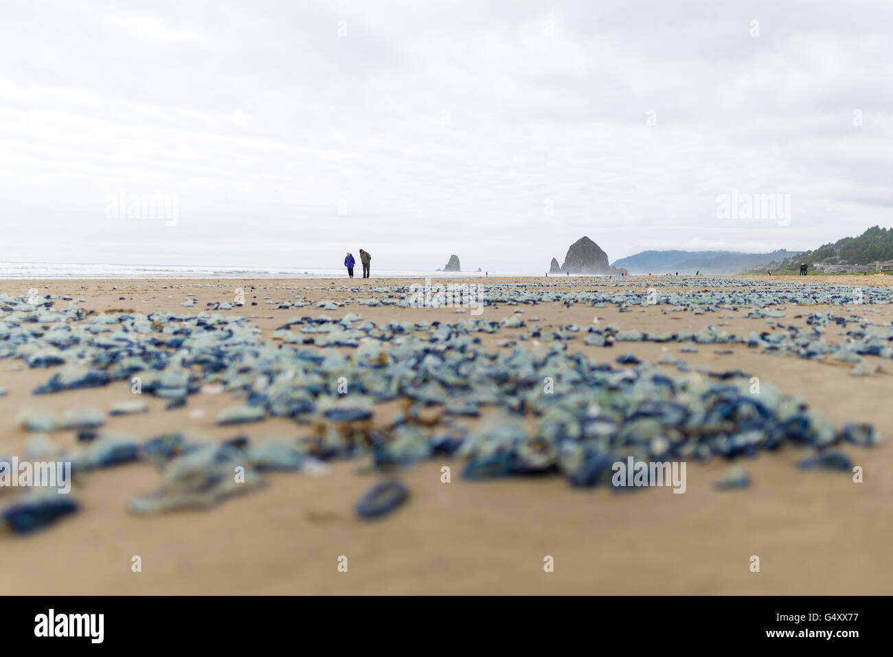 USA, Ohio, Cannon Beach, Velella velella méduses sur la plage Banque D'Images