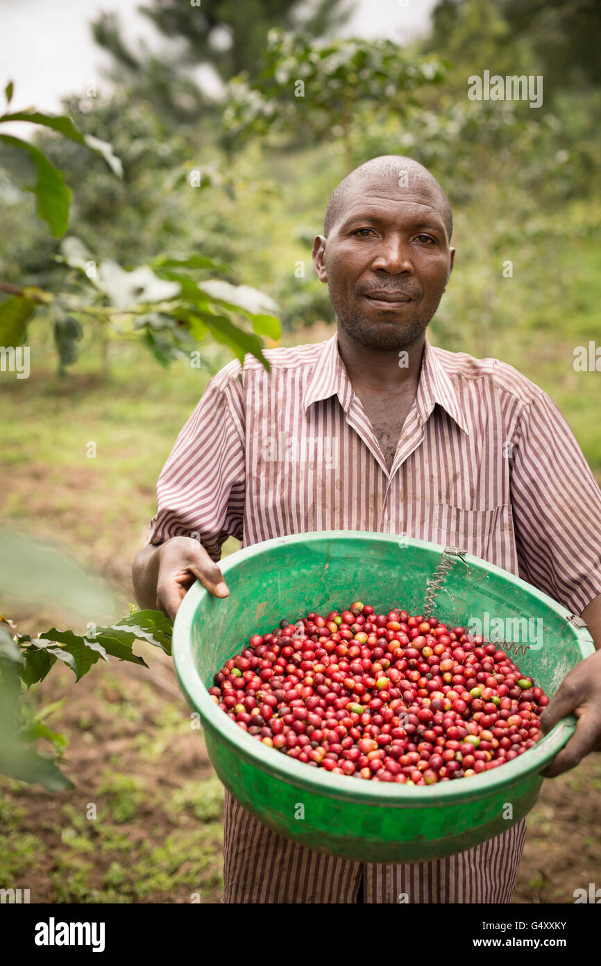 Les cerises de café sont récoltés dans une ferme à des Monts Rwenzori (Ouganda, Afrique de l'Est. Banque D'Images