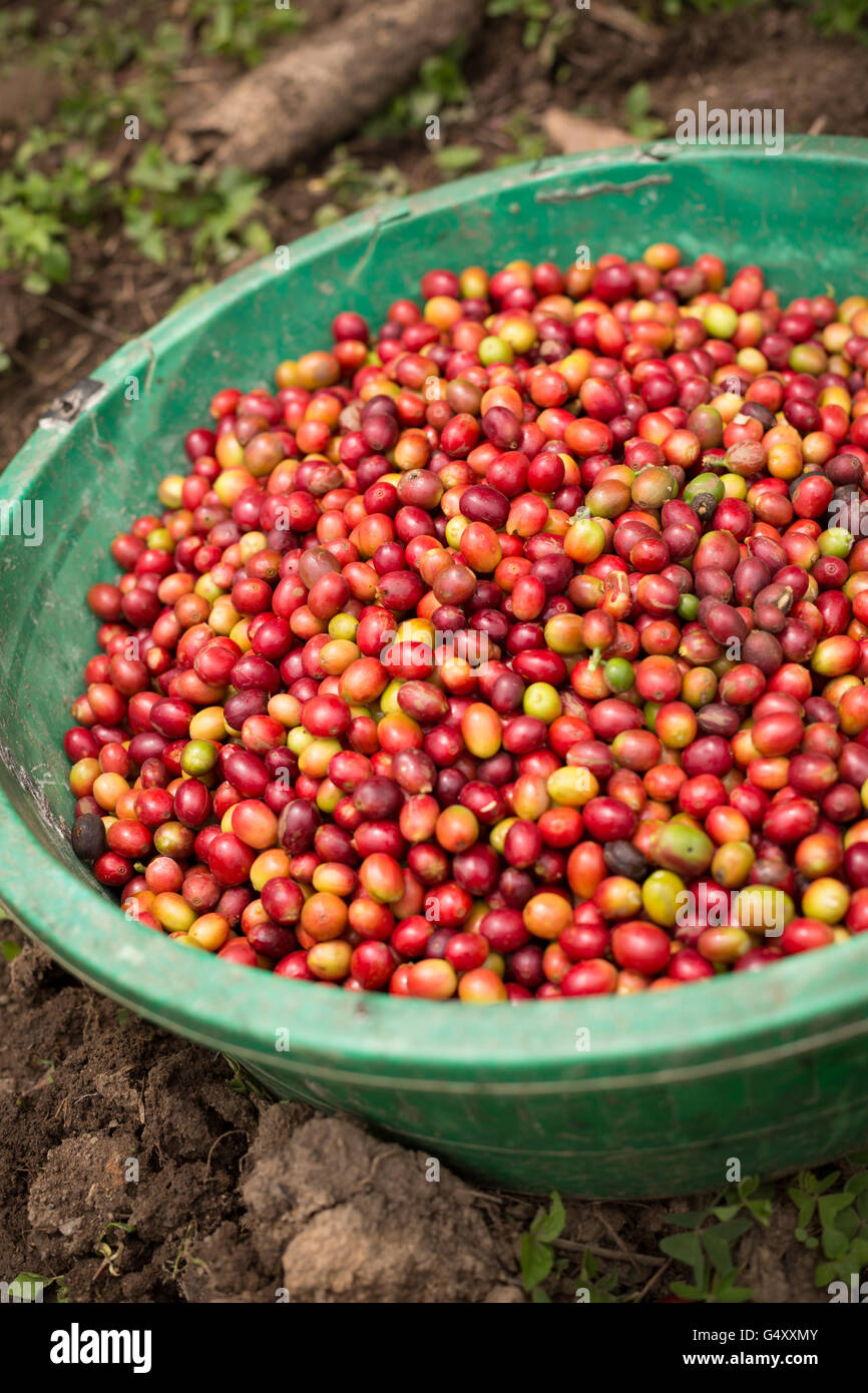 Les cerises de café sont récoltés à partir de fermes dans des Monts Rwenzori (Ouganda, Afrique de l'Est. Banque D'Images