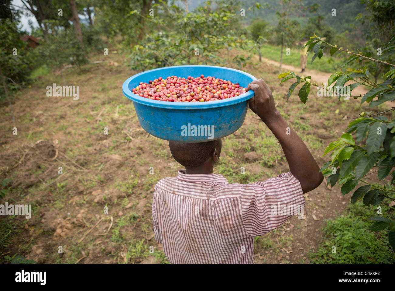 Les cerises de café sont récoltés dans une ferme à des Monts Rwenzori (Ouganda, Afrique de l'Est. Banque D'Images