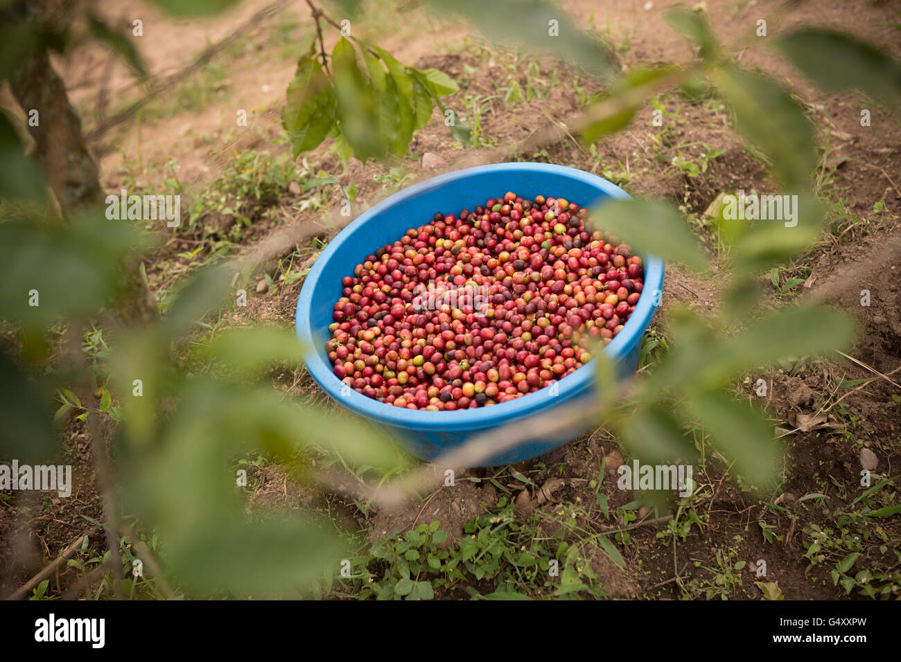 Les cerises de café sont récoltés à partir de fermes dans des Monts Rwenzori (Ouganda, Afrique de l'Est. Banque D'Images