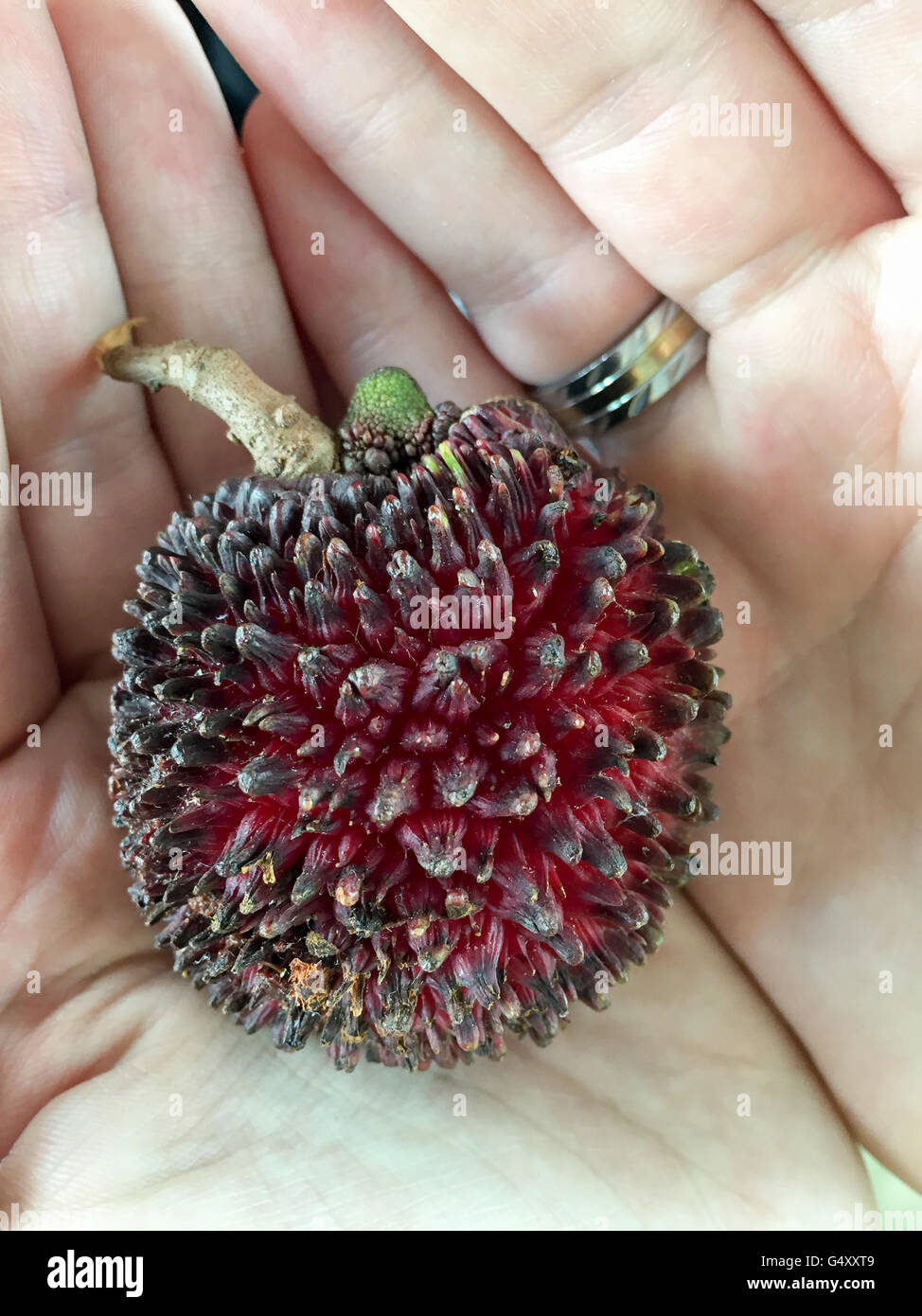 La Malaisie, Penang, beaux fruits litchi en Malaisie Banque D'Images