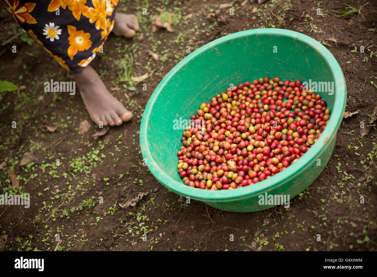Les cerises de café sont récoltés dans une ferme à des Monts Rwenzori (Ouganda, Afrique de l'Est. Banque D'Images