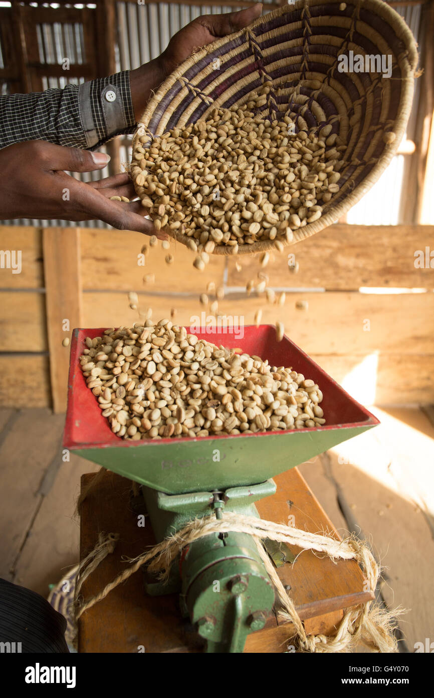 Café non torréfié mondé dans un échantillon huller à Kasese, en Ouganda, en Afrique de l'Est. Banque D'Images