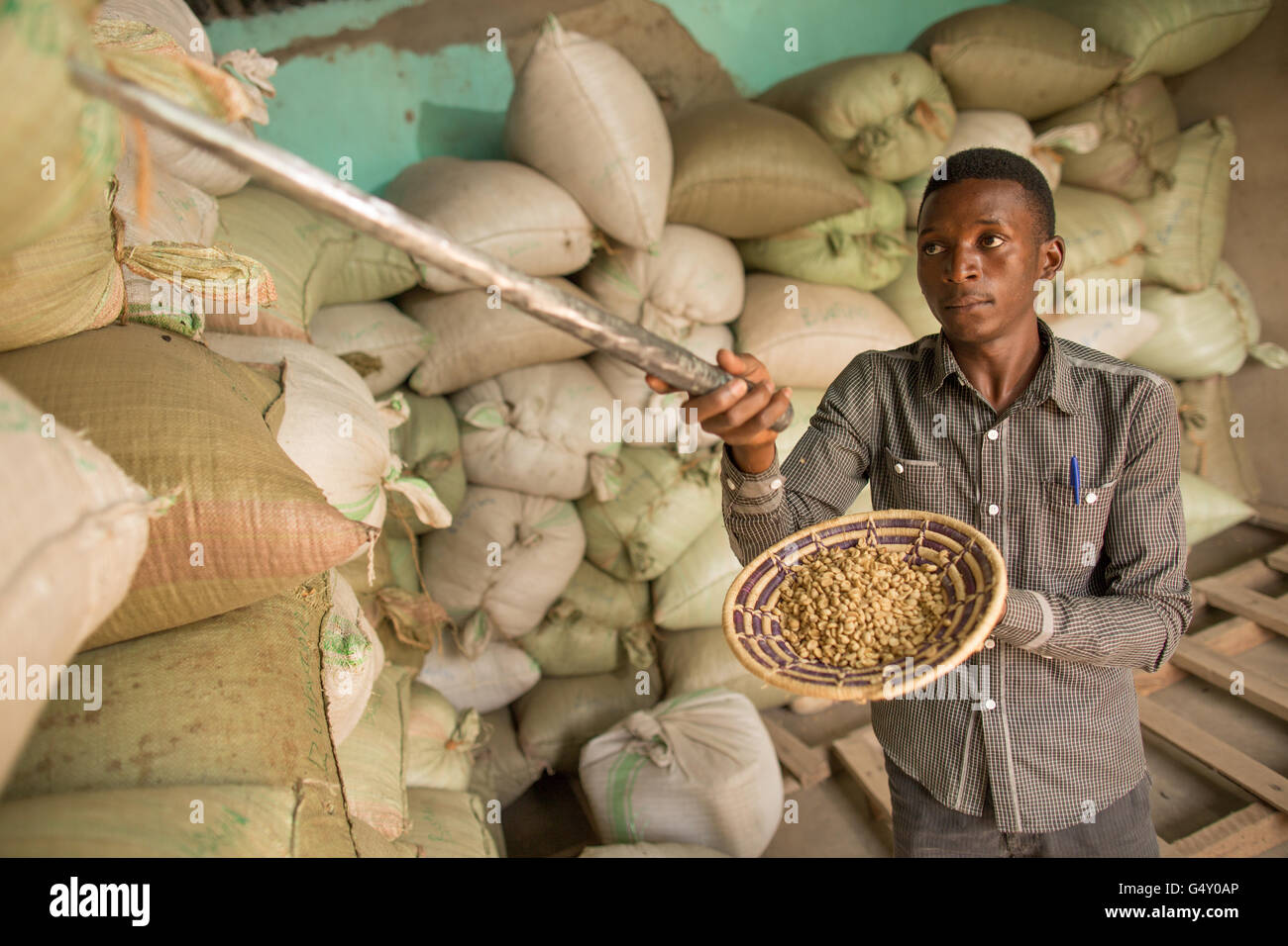 Un employé de l'entrepôt nulles (tire) un échantillon de café à un entrepôt de café à Kasese, en Ouganda. Banque D'Images