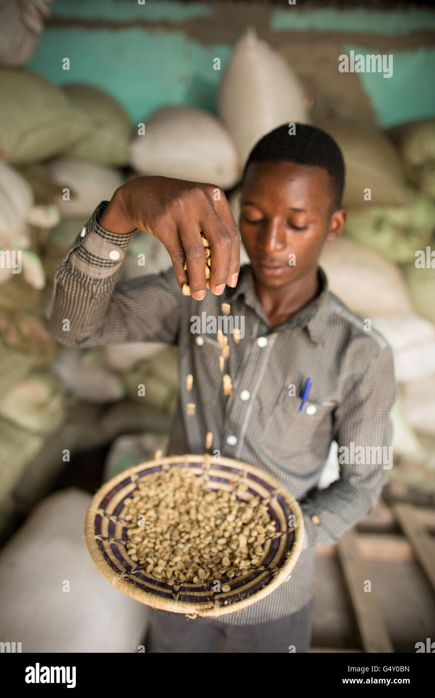 Un employé de l'entrepôt prélève un échantillon de café au café un entrepôt à Kasese, en Ouganda. Banque D'Images